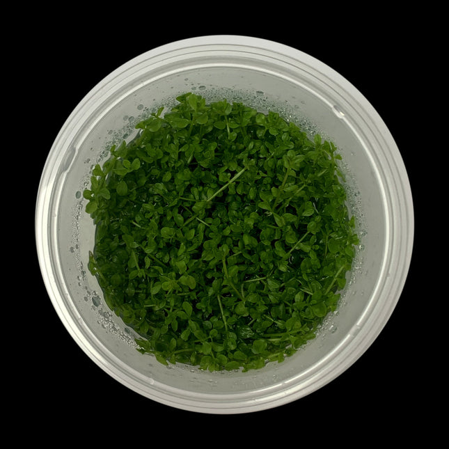 Hemianthus callitrichoides 'Cuba' Tissue Culture - Nano Tanks Australia