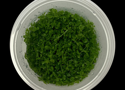 Hemianthus callitrichoides Cuba tissue culture