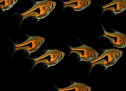 Hengeli Rasbora (Trigonostigma hengeli) - Nano Tanks Australia
