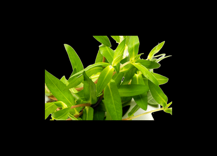 Heteranthera zosterifolia – 5 Stems ~10cm - Nano Tanks Australia