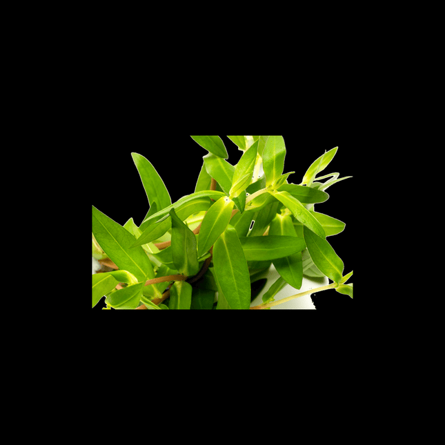 Heteranthera zosterifolia – 5 Stems ~10cm - Nano Tanks Australia