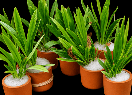 Horeman’s Sword (Aquarius uruguayensis) in Terracotta Pot - Nano Tanks Australia