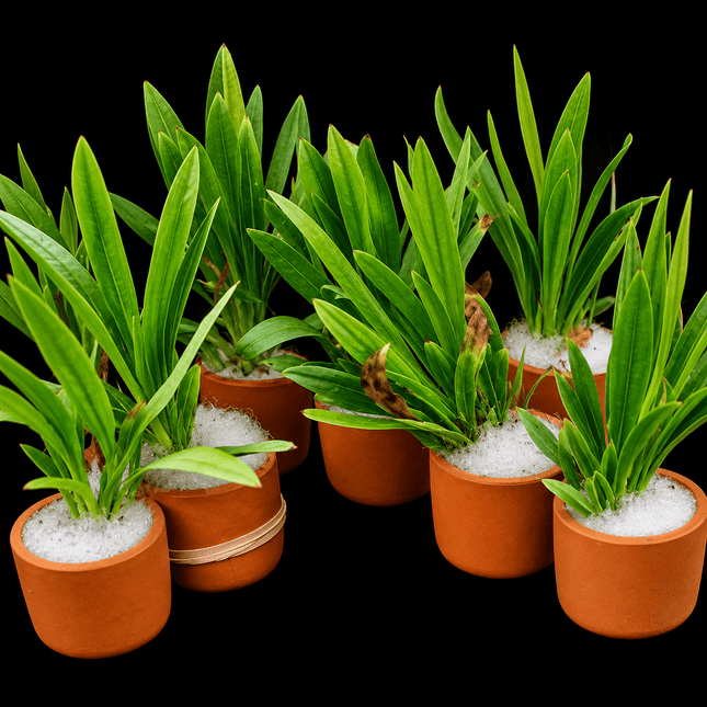 Horeman’s Sword (Aquarius uruguayensis) in Terracotta Pot - Nano Tanks Australia