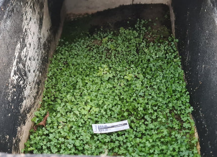Hydrocotyle tripartita Bunch - Nano Tanks Australia