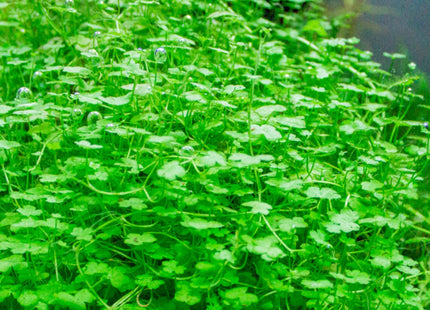 Hydrocotyle Tripartita in pots - Nano Tanks Australia Aquarium Shop