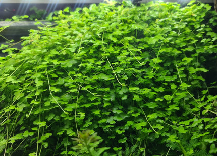 Hydrocotyle Tripartita in pots - Nano Tanks Australia Aquarium Shop