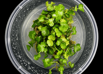 Hydrocotyle tripartita Tissue Culture - Nano Tanks Australia