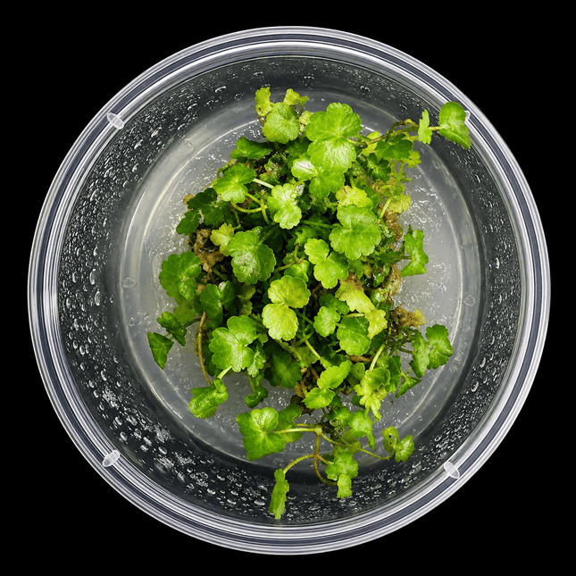 Hydrocotyle tripartita Tissue Culture - Nano Tanks Australia