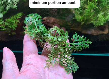 Hygrophila Difformis Water Wisteria Loose or Pots - Nano Tanks Australia