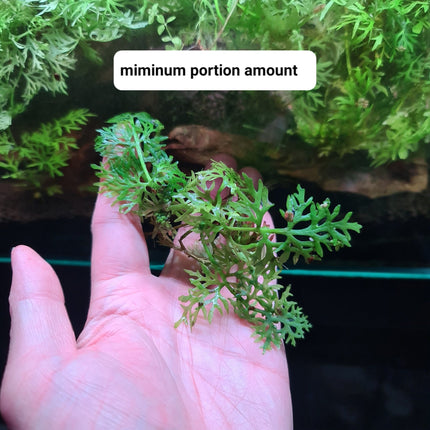 Hygrophila Difformis Water Wisteria Loose or Pots - Nano Tanks Australia