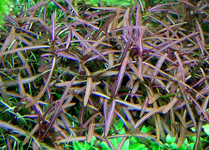 HYGROPHILA LANCEA "ARAGUAIA" - Nano Tanks Australia Aquarium Shop