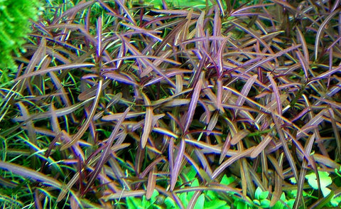 HYGROPHILA LANCEA "ARAGUAIA" - Nano Tanks Australia Aquarium Shop