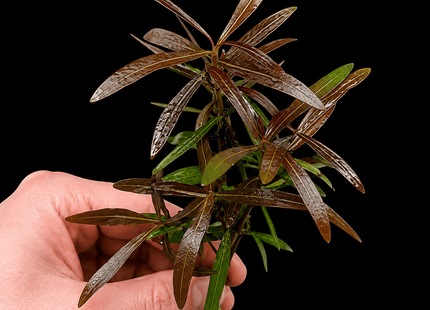 Hygrophila lancea 'Araguaia' (Emersed Grown) - Nano Tanks Australia