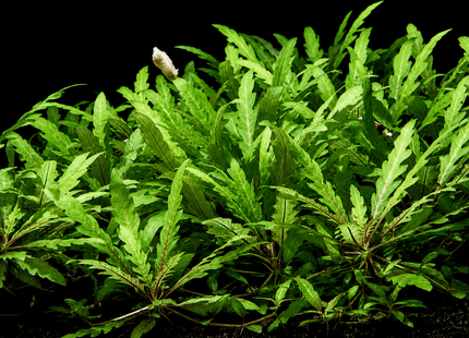 Hygrophila pinnatifida - Nano Tanks Australia
