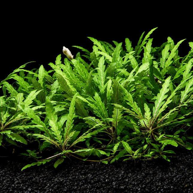 Hygrophila pinnatifida - Nano Tanks Australia
