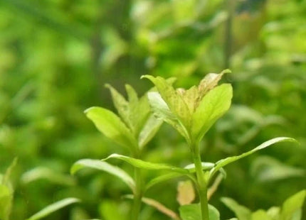 Hygrophila polysperma in terracotta pot - Nano Tanks Australia Aquarium Shop