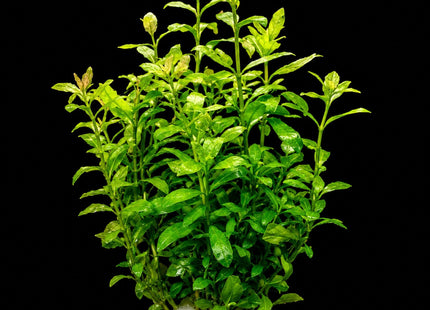 Hygrophila polysperma – Terracotta Pot - Nano Tanks Australia
