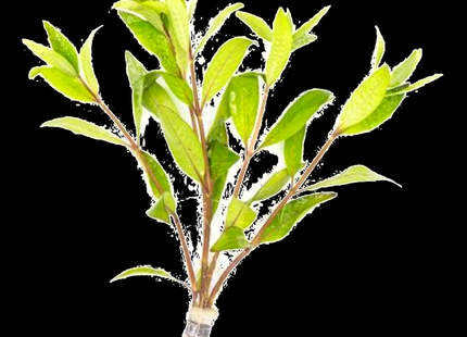 Hygrophila salicifolia – 5 Stems ~10cm - Nano Tanks Australia