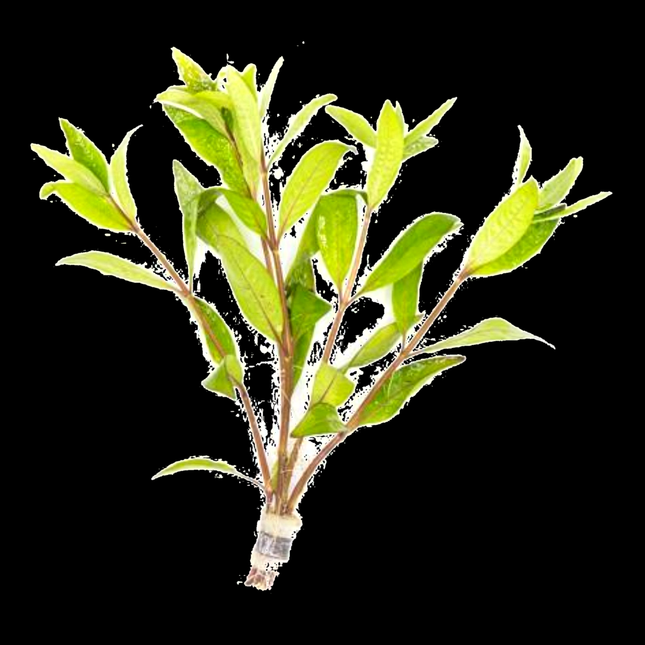 Hygrophila salicifolia – 5 Stems ~10cm - Nano Tanks Australia