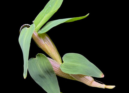 Hygroryza aristata (Floating Plant) - Nano Tanks Australia Aquarium Shop