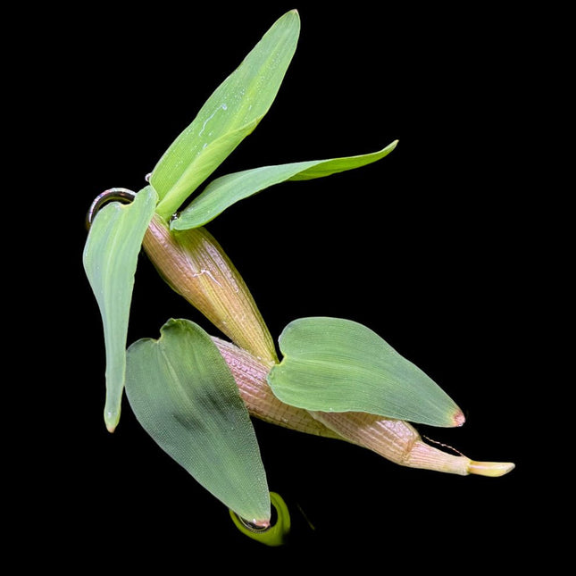 Hygroryza aristata (Floating Plant) - Nano Tanks Australia Aquarium Shop