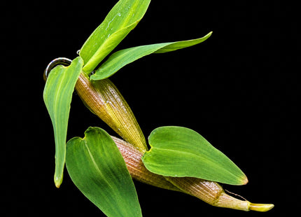 Hygroryza aristata (Floating Water Bamboo) – 1 Plant ~10cm - Nano Tanks Australia
