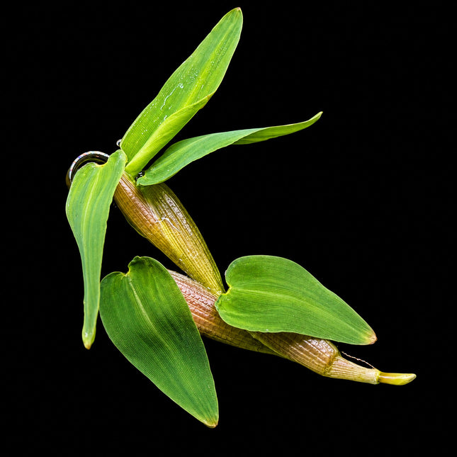 Hygroryza aristata (Floating Water Bamboo) – 1 Plant ~10cm - Nano Tanks Australia