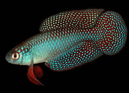 Hypsolebias carlettoi males “guanambi” - Nano Tanks Australia