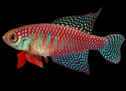 Hysolebias Carlettoi - Nano Tanks Australia