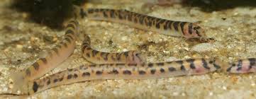 [ARRIVED 19-JAN-2026] Pygmy Tiger Loach (Pangio ShelfordiI) 3-5cm - Tiny Striped Bottom Dweller