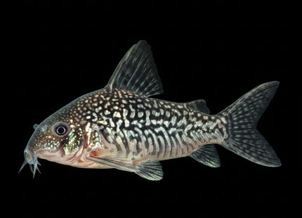Corydoras Sodalis