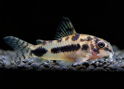 Corydoras Habrosus 2-3cm