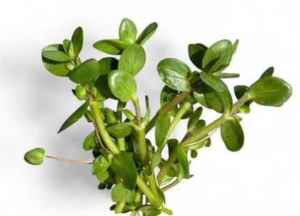 [IN PRODUCTION] Bacopa salzmanni purple - Rare Violet - Hued Stem Plant (5 stems 10cm) - Nano Tanks Australia