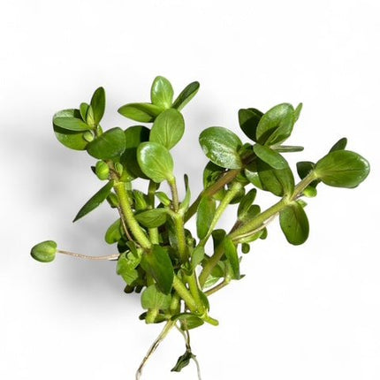 [IN PRODUCTION] Bacopa salzmanni purple - Rare Violet - Hued Stem Plant (5 stems 10cm) - Nano Tanks Australia