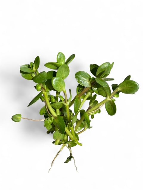 [IN PRODUCTION] Bacopa salzmanni purple - Rare Violet - Hued Stem Plant (5 stems 10cm) - Nano Tanks Australia