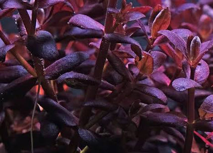 [IN PRODUCTION] Bacopa salzmanni purple - Rare Violet - Hued Stem Plant (5 stems 10cm) - Nano Tanks Australia
