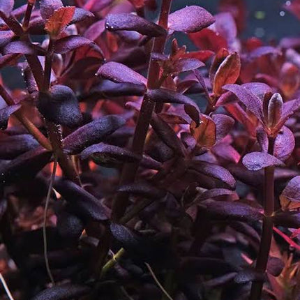[IN PRODUCTION] Bacopa salzmanni purple - Rare Violet - Hued Stem Plant (5 stems 10cm) - Nano Tanks Australia