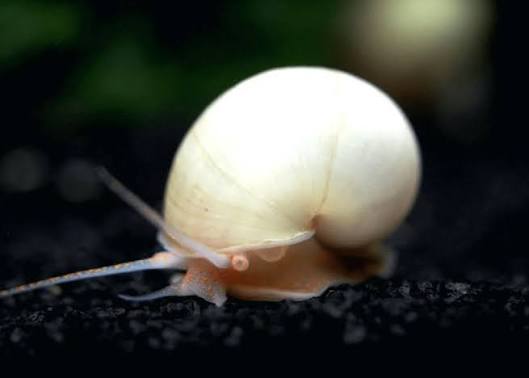 Ivory Mystery Snail - Nano Tanks Australia
