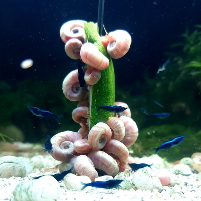 Ivory Ramshorn Snail 1-3cm - Nano Tanks Australia