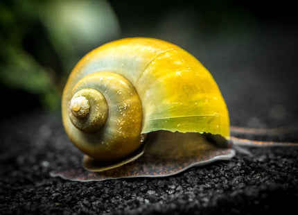 Jade Mystery Snail - Nano Tanks Australia