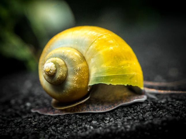 Jade Mystery Snail - Nano Tanks Australia