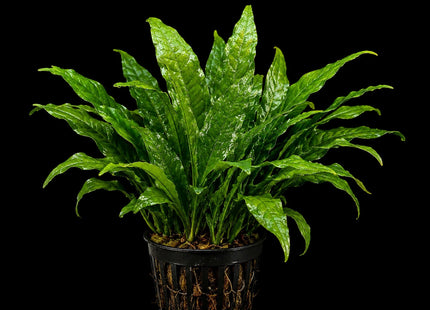 Java Fern (Microsorum pteropus) Large Potted - Nano Tanks Australia
