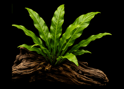 Java Fern (Microsorum pteropus) on Mopani Wood - Nano Tanks Australia