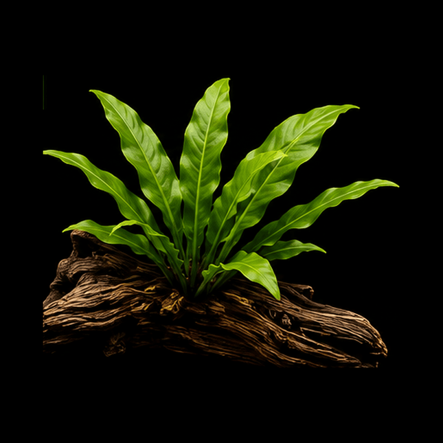 Java Fern (Microsorum pteropus) on Mopani Wood - Nano Tanks Australia