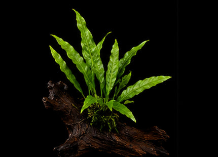 Java Fern (Microsorum pteropus) on Mopani Wood - Nano Tanks Australia