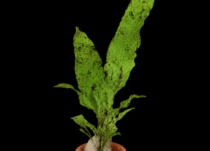 Java Fern (Microsorum pteropus) on Terracotta Pot - Nano Tanks Australia