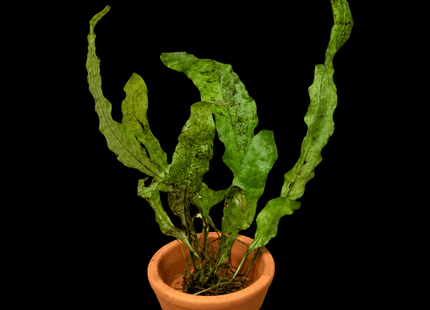 Java Fern (Microsorum pteropus) on Terracotta Pot - Nano Tanks Australia
