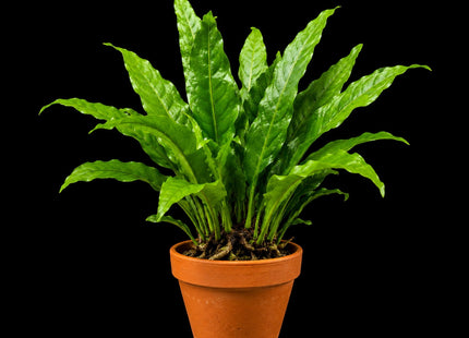 Java Fern (Microsorum pteropus) on Terracotta Pot - Nano Tanks Australia