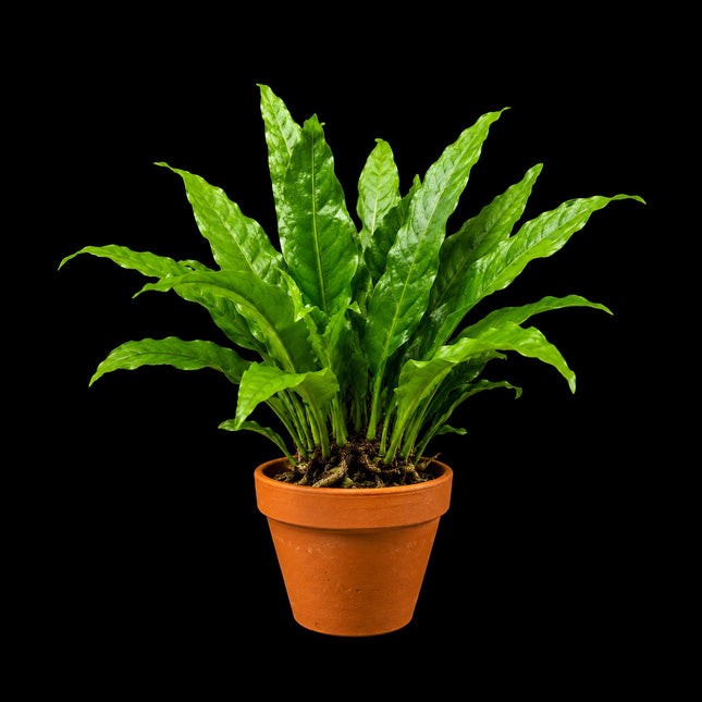 Java Fern (Microsorum pteropus) on Terracotta Pot - Nano Tanks Australia