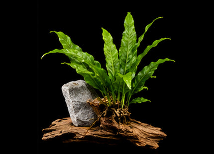 Java Fern (Microsorum pteropus) on Wood / Rock - Nano Tanks Australia